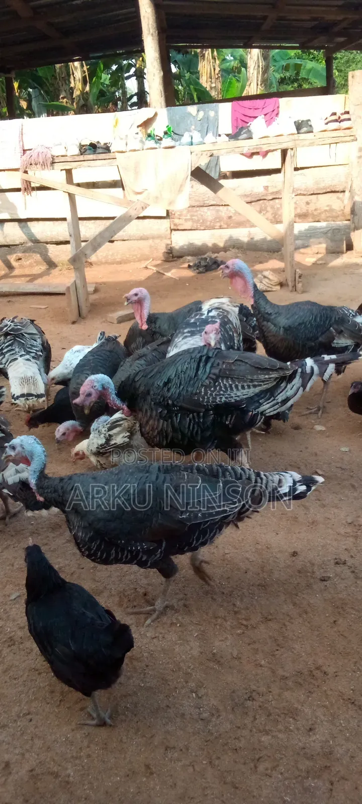 Hybrid Male Turkeys for Sale