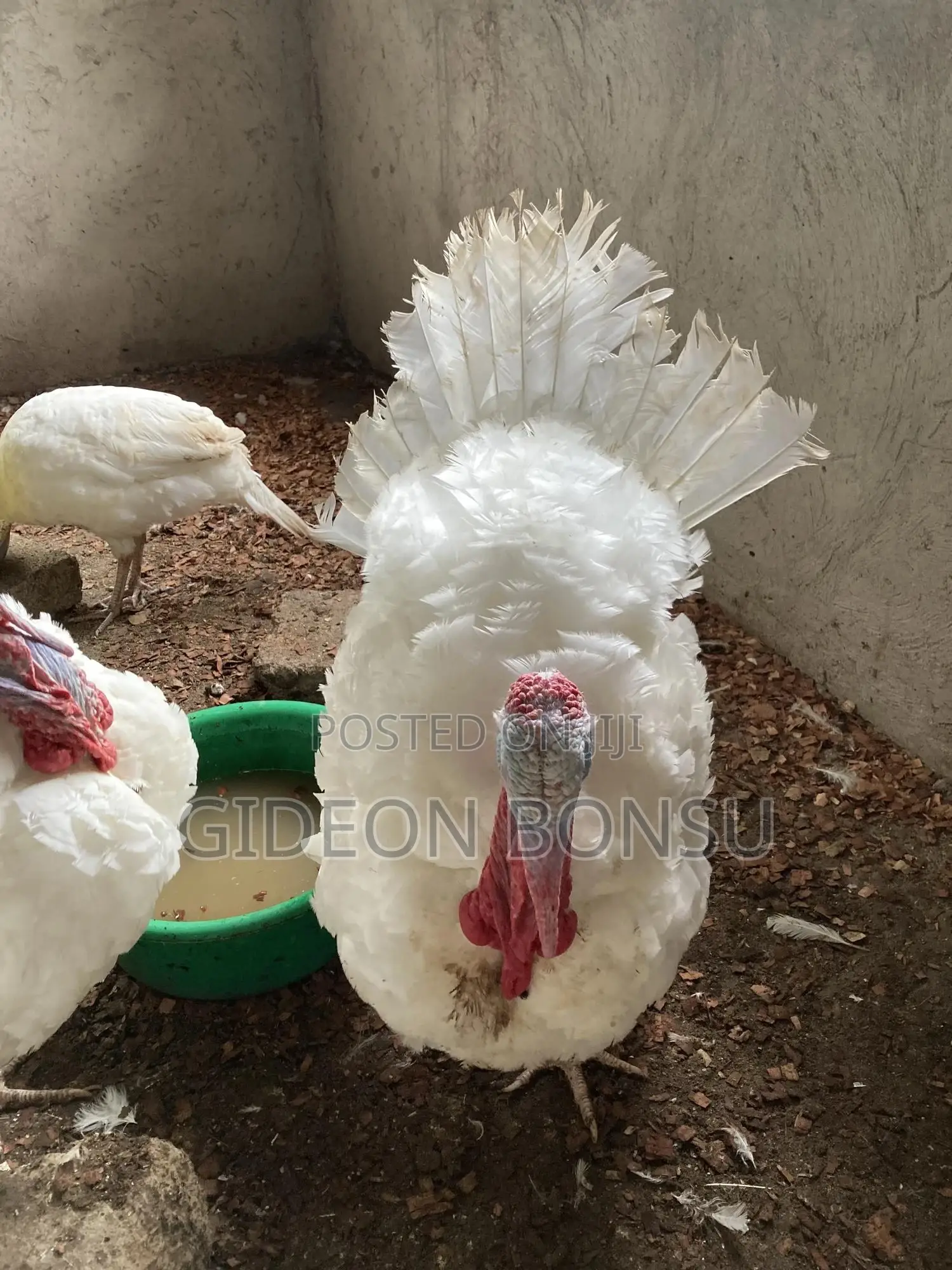 Fully Grown Broad Breasted Turkeys