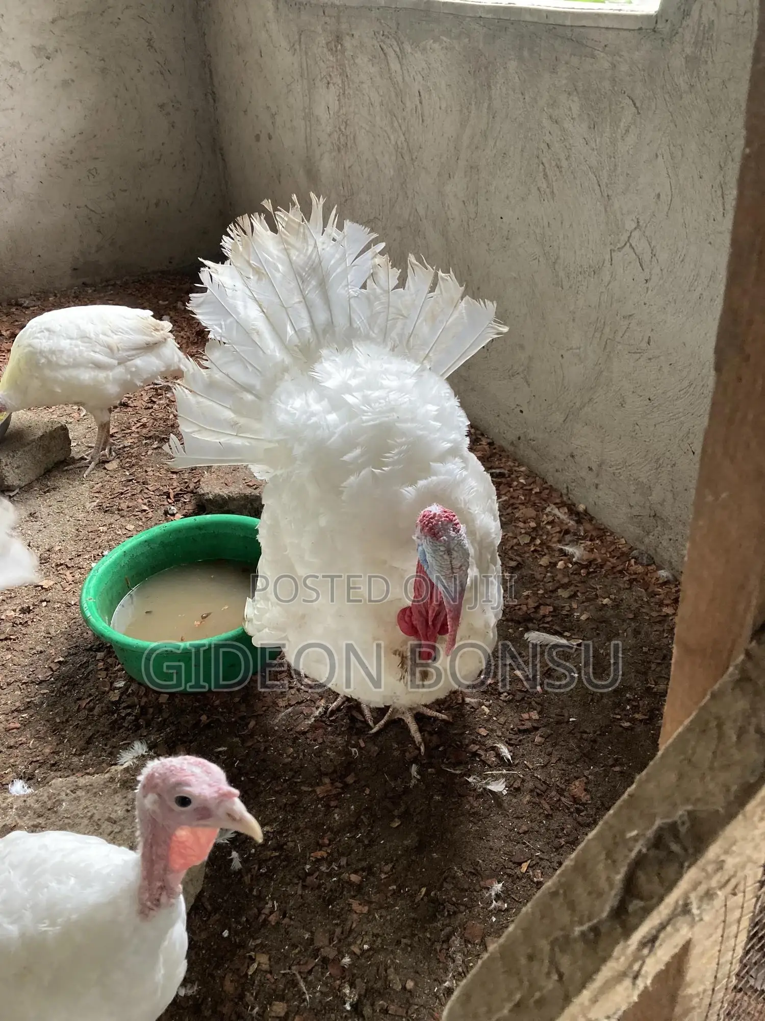 Fully Grown Broad Breasted Turkeys