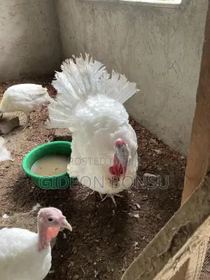 Fully Grown Broad Breasted Turkeys
