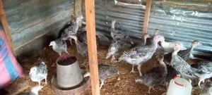 4 Weeks Hybrid Turkey Poults for Sale