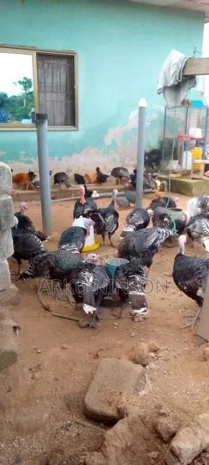 4 Weeks Hybrid Turkey Poults for Sale