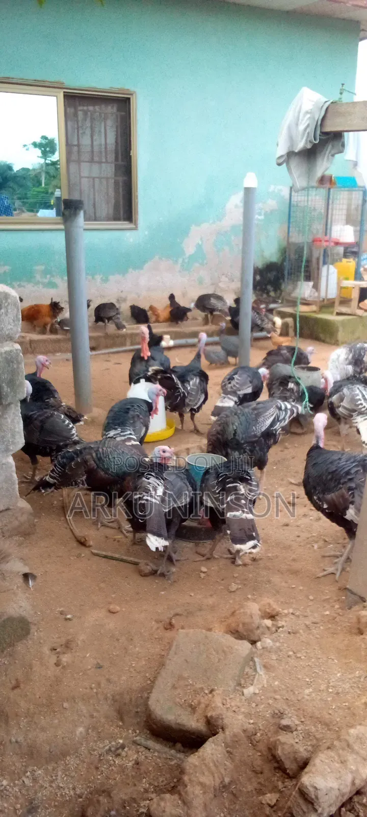4 Weeks Hybrid Turkey Poults for Sale