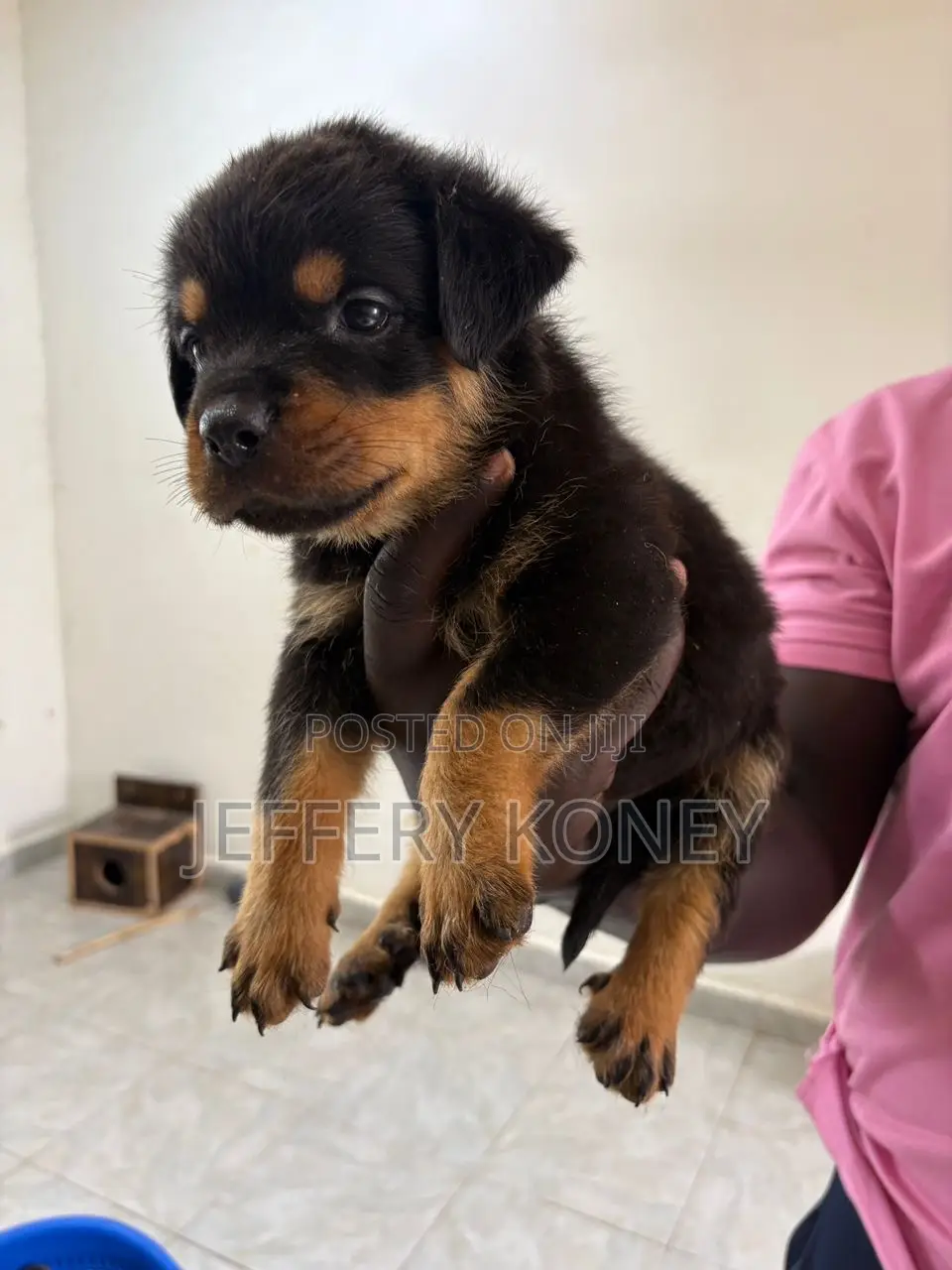 1-3 months Male Purebred Rottweiler