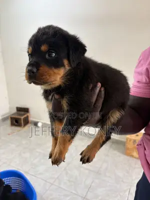 1-3 months Male Purebred Rottweiler