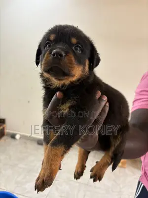 1-3 months Male Purebred Rottweiler