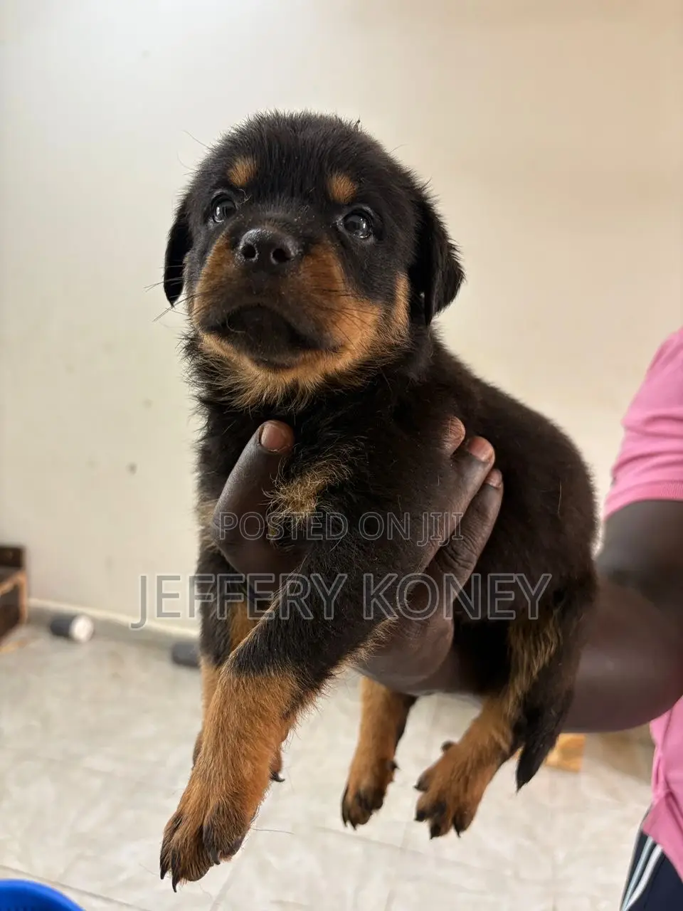 1-3 months Male Purebred Rottweiler