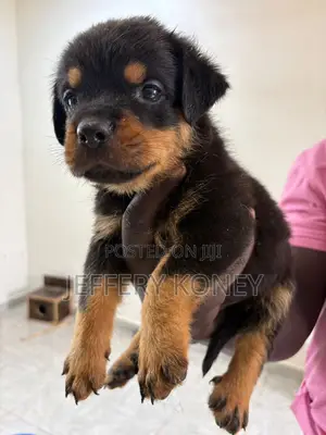 1-3 months Male Purebred Rottweiler