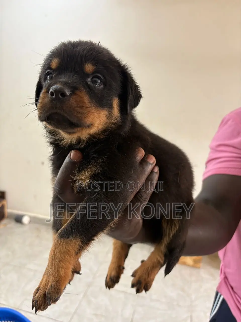 1-3 months Male Purebred Rottweiler