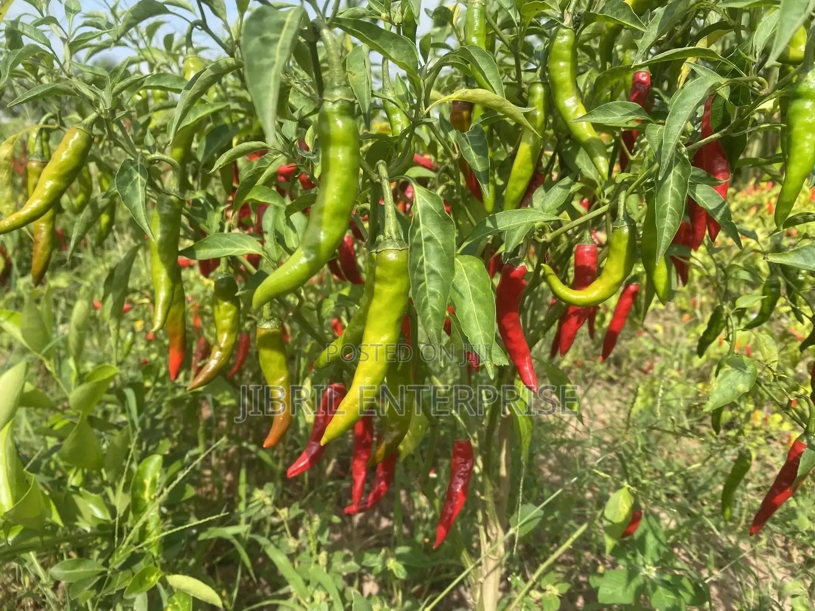 Long Chilli Pepper