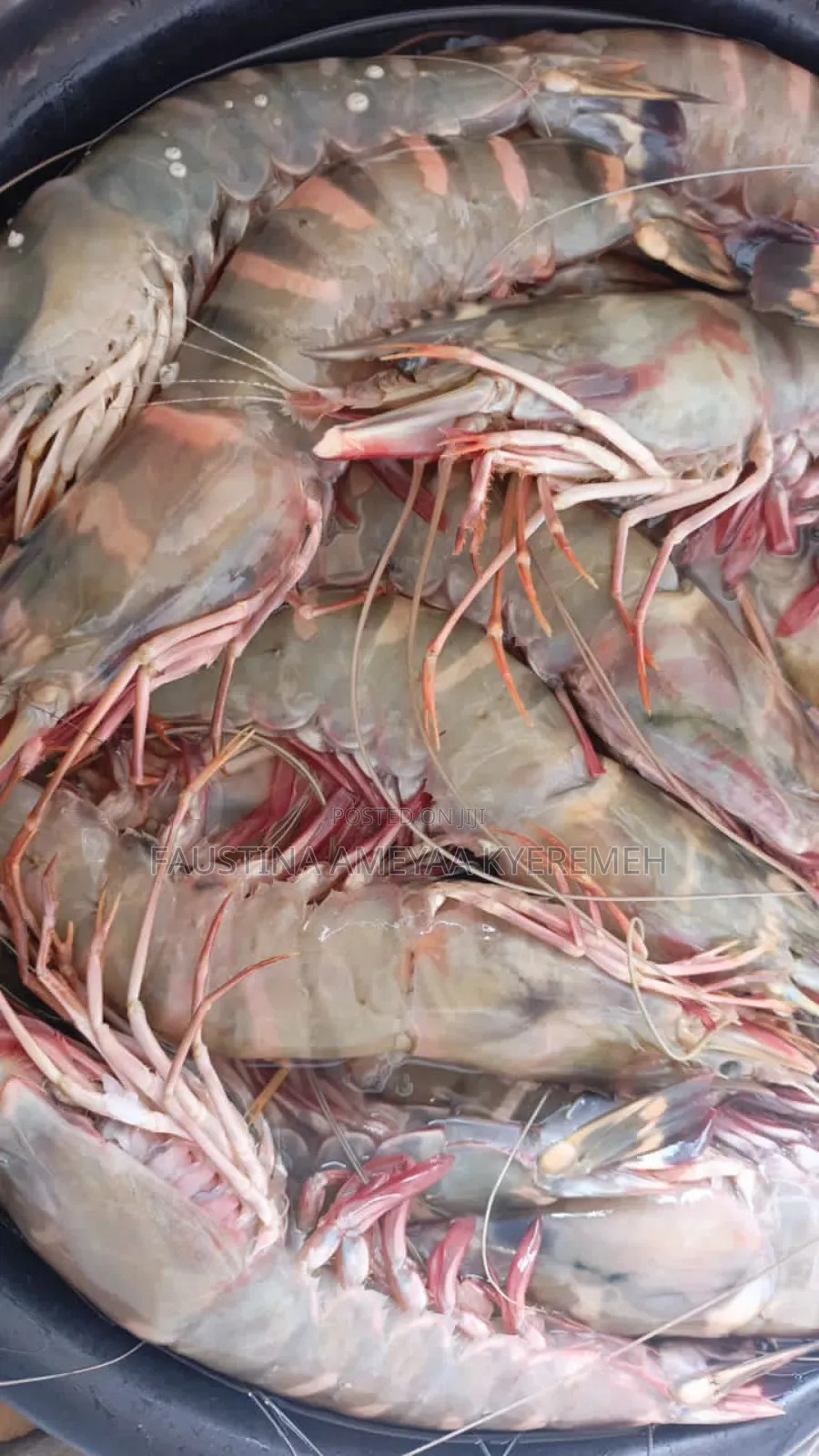 Fresh Clean Prawns and Shrimps