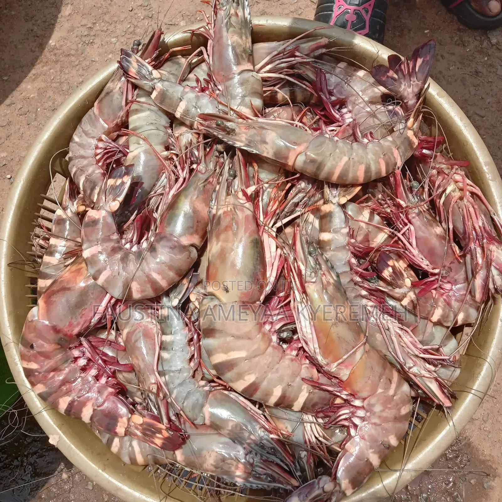 Fresh Clean Prawns and Shrimps