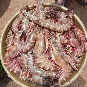 Fresh Clean Prawns and Shrimps