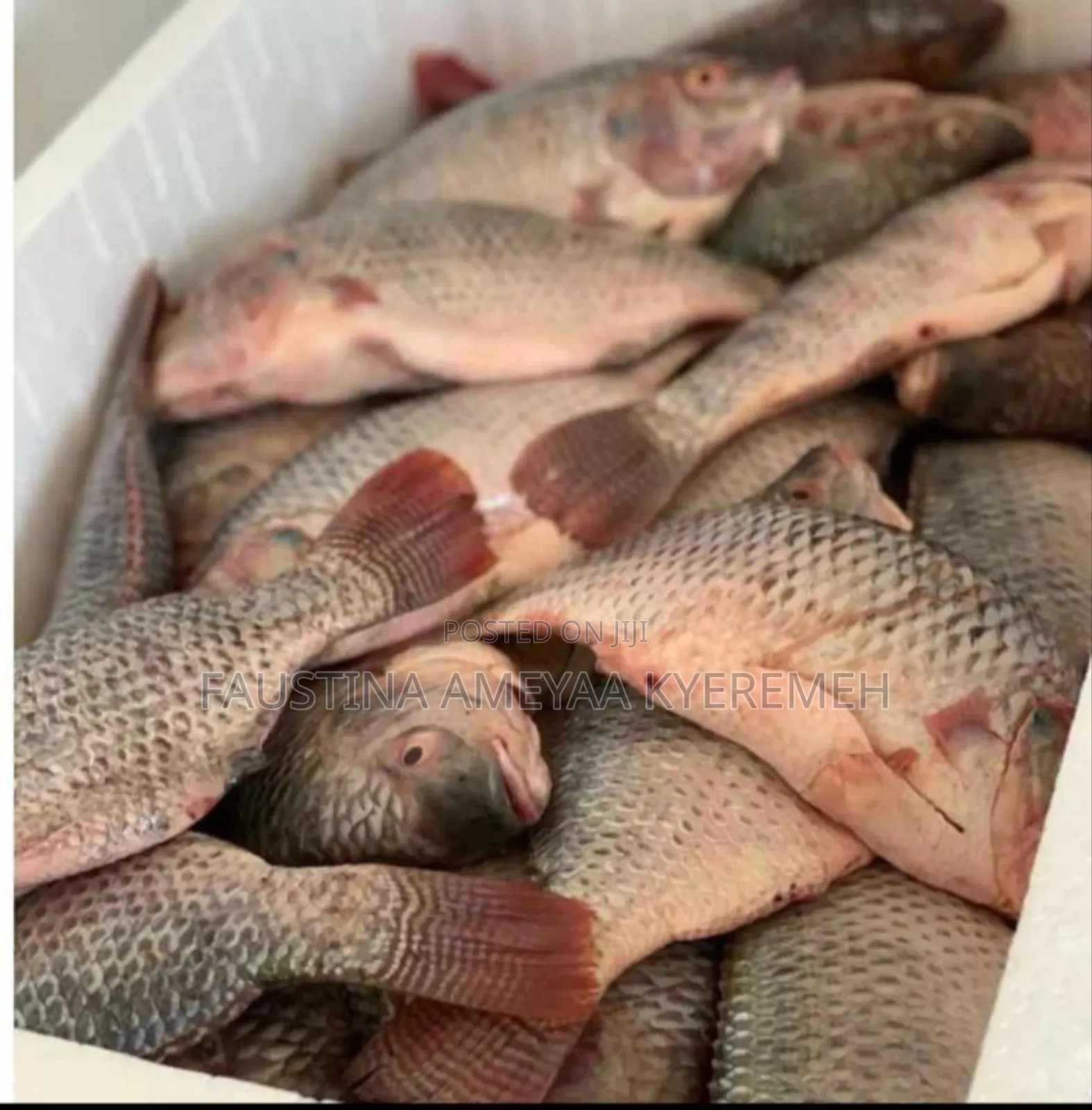 Fresh Local Tilapia.