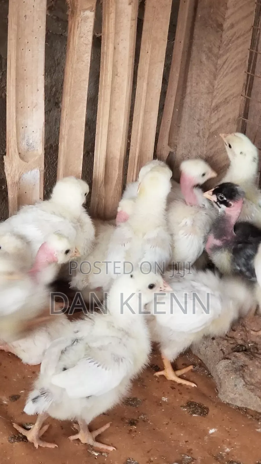 Kuroiler/Broiler/Giant Naked Neck Chicks