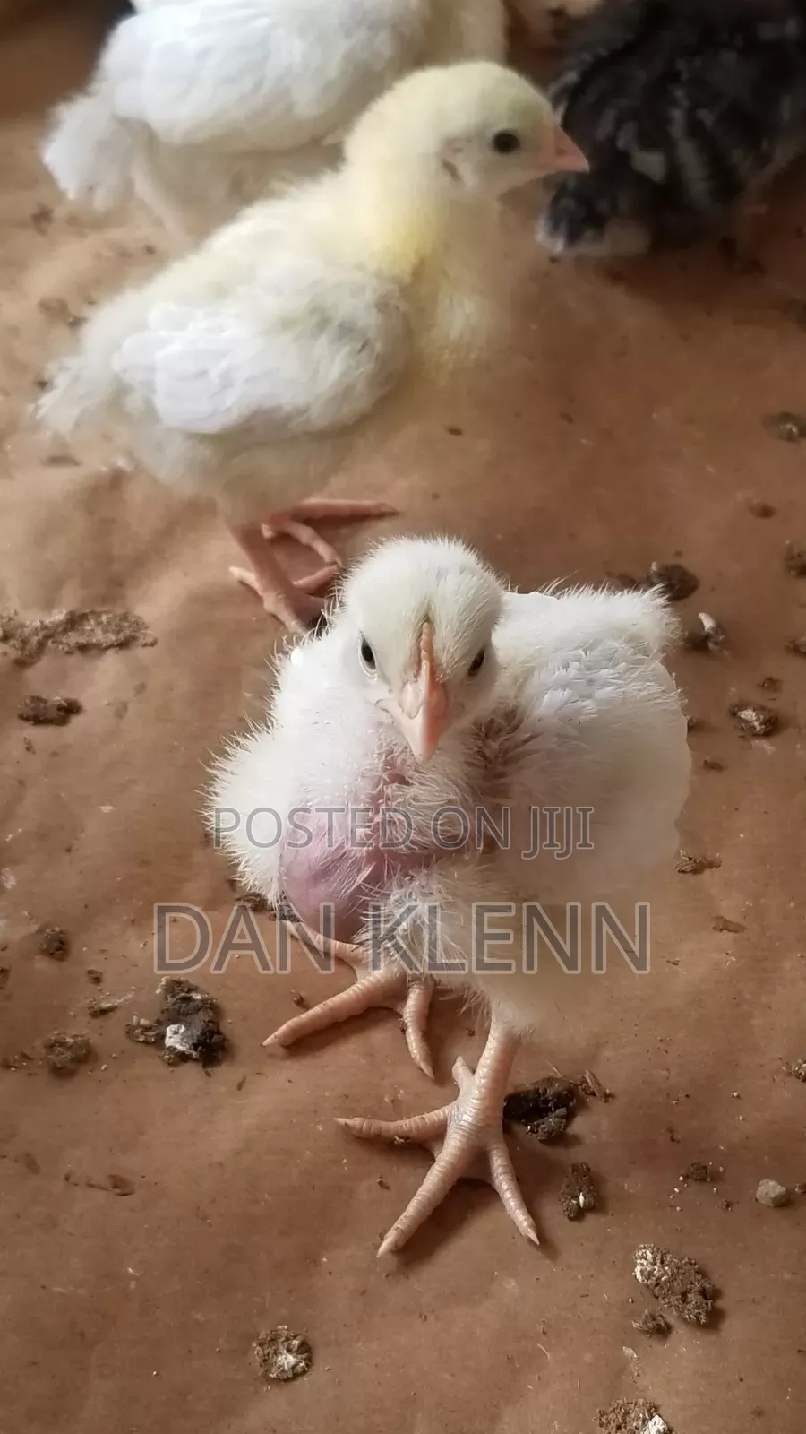 Kuroiler/Broiler/Giant Naked Neck Chicks