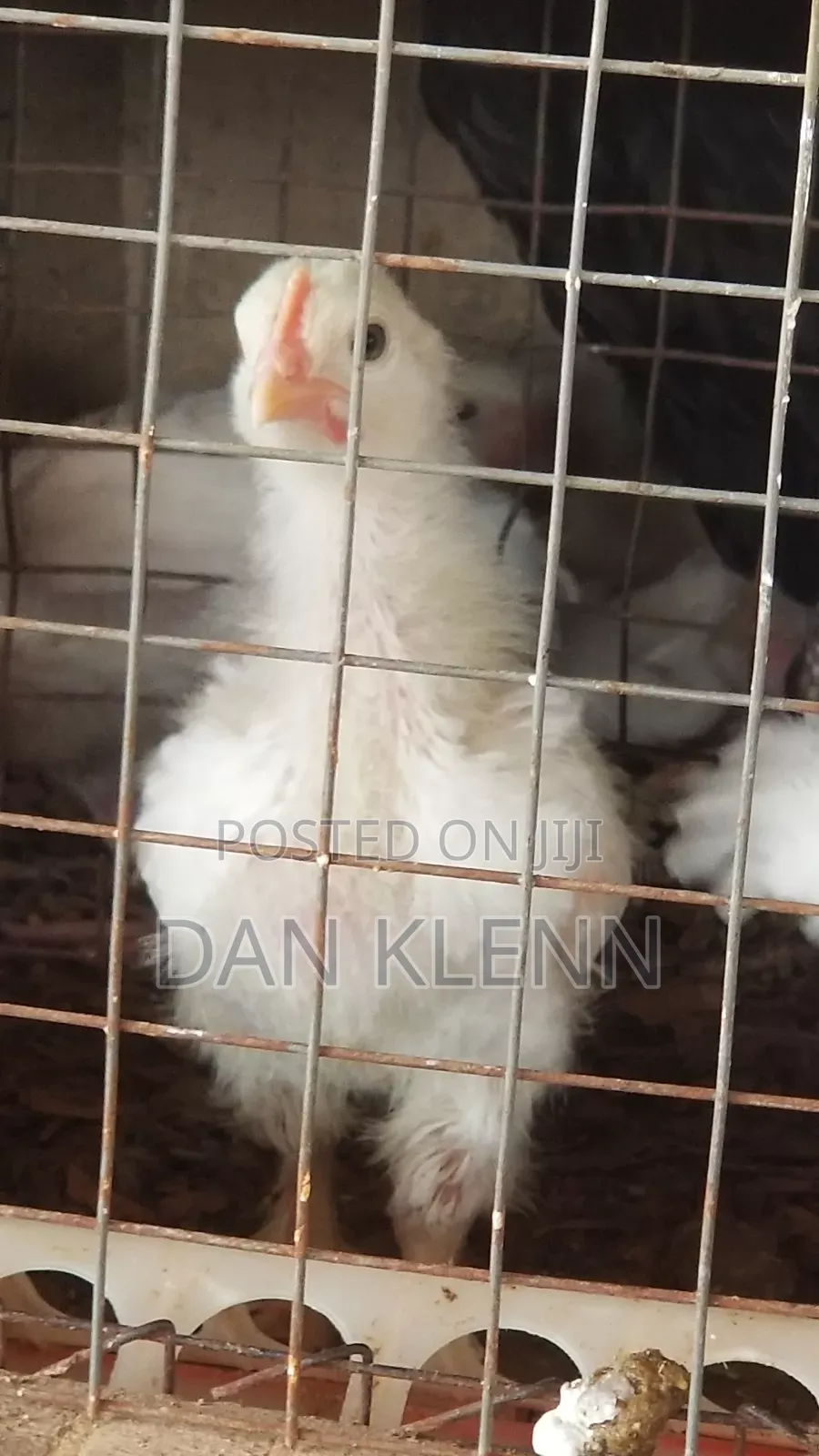 Kuroiler/Broiler/Giant Naked Neck Chicks