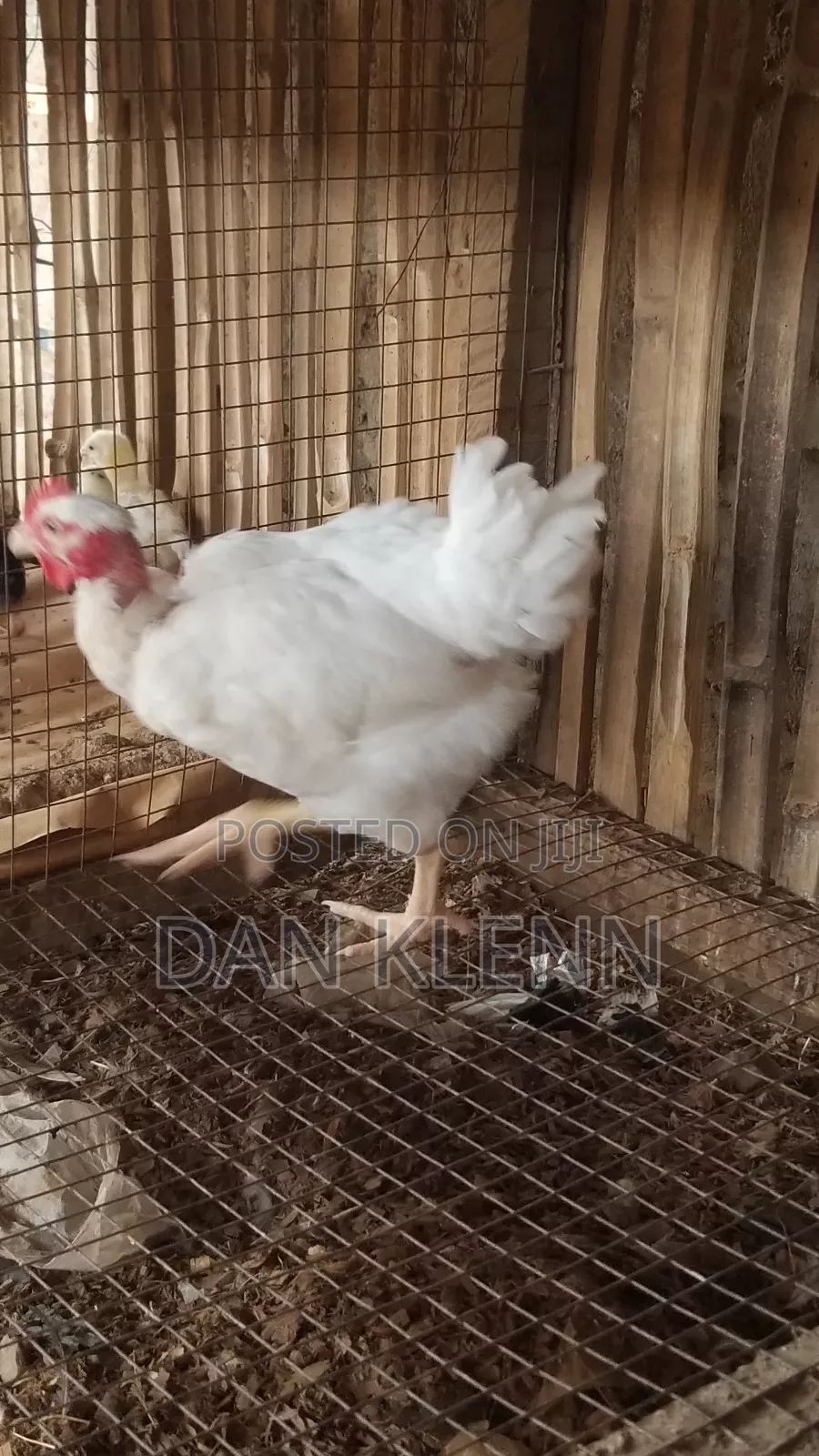 Kuroiler/Broiler/Giant Naked Neck Chicks