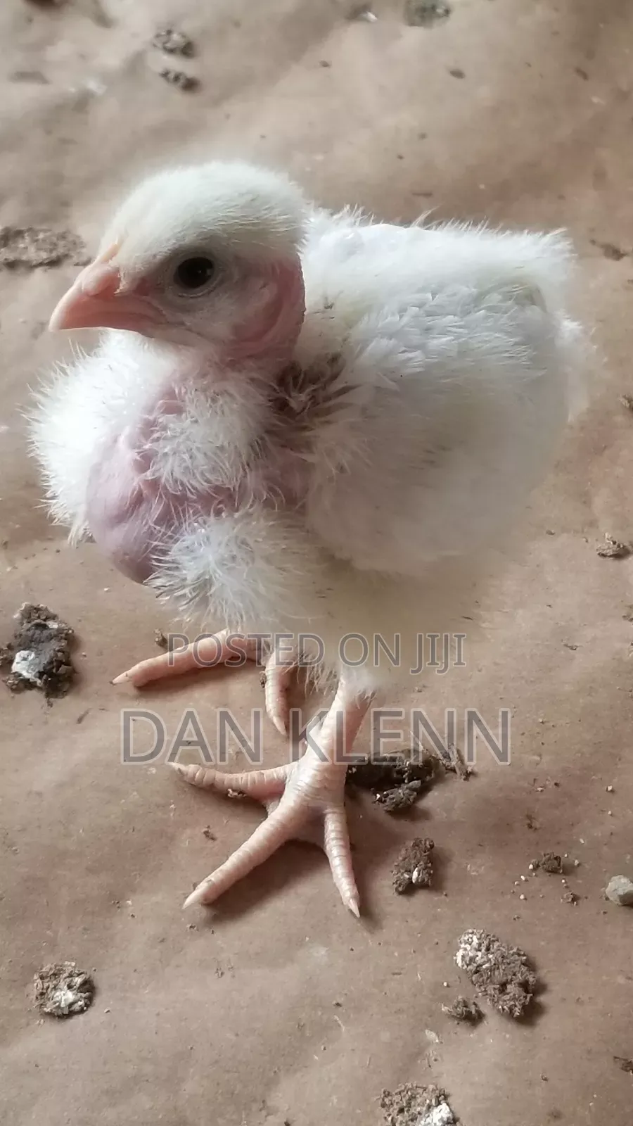 Kuroiler/Broiler/Giant Naked Neck Chicks