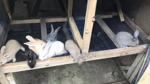 Rabbits For Sale