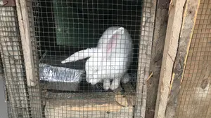 Rabbits For Sale