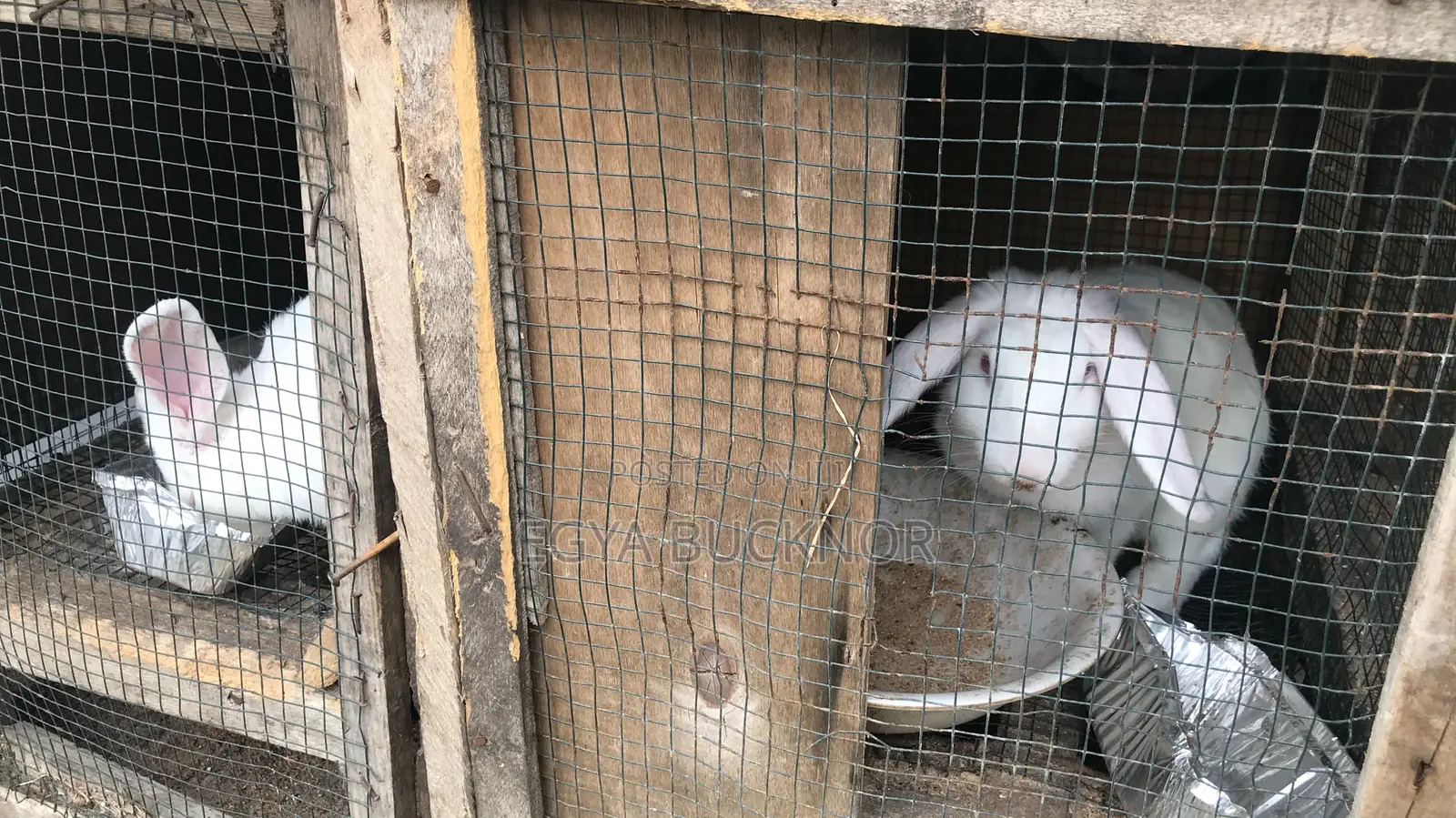 Rabbits For Sale