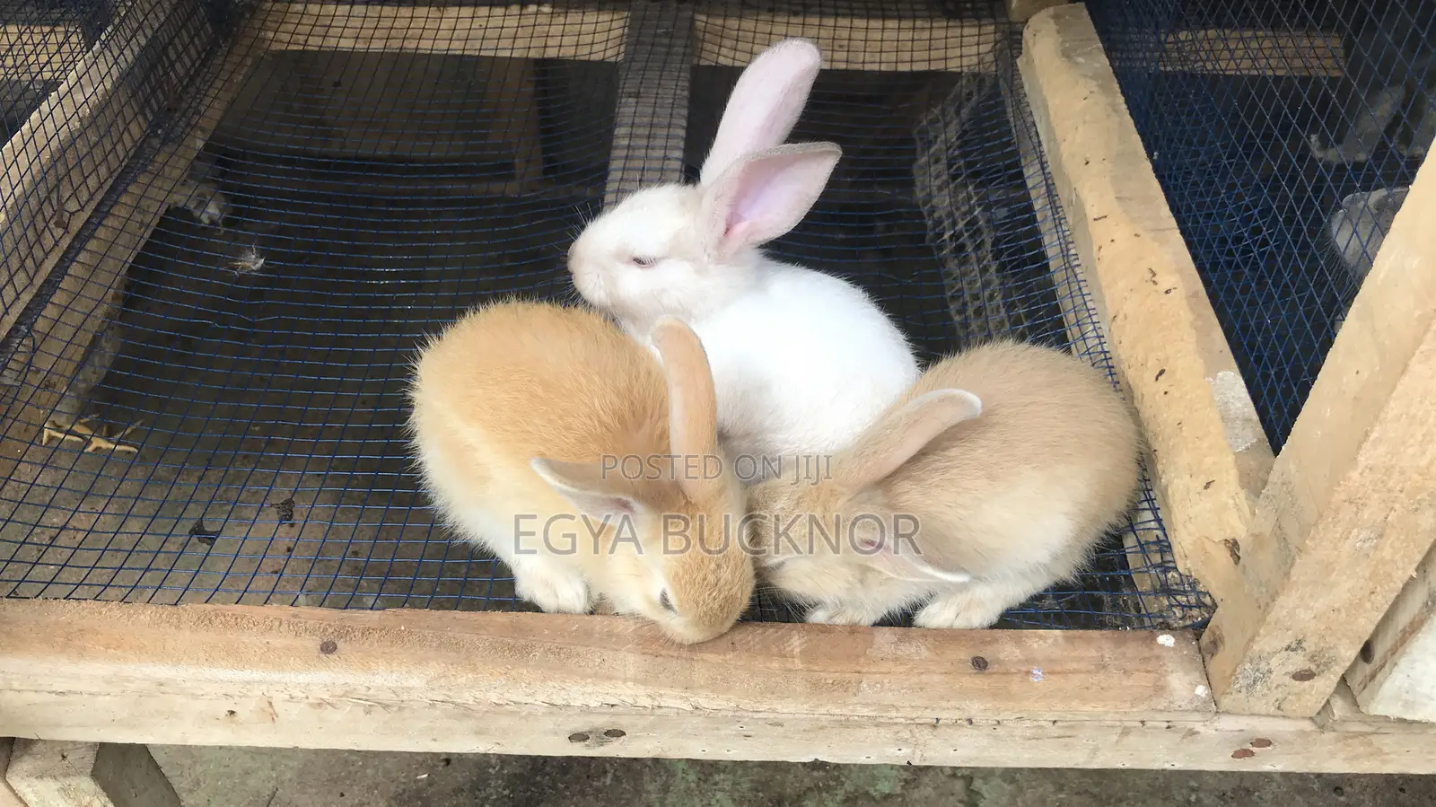 Rabbits For Sale