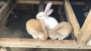Rabbits For Sale