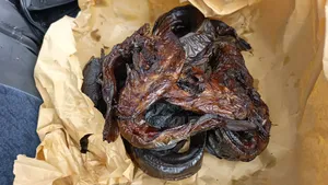 Catfish Smoked and Live