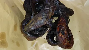 Catfish Smoked and Live