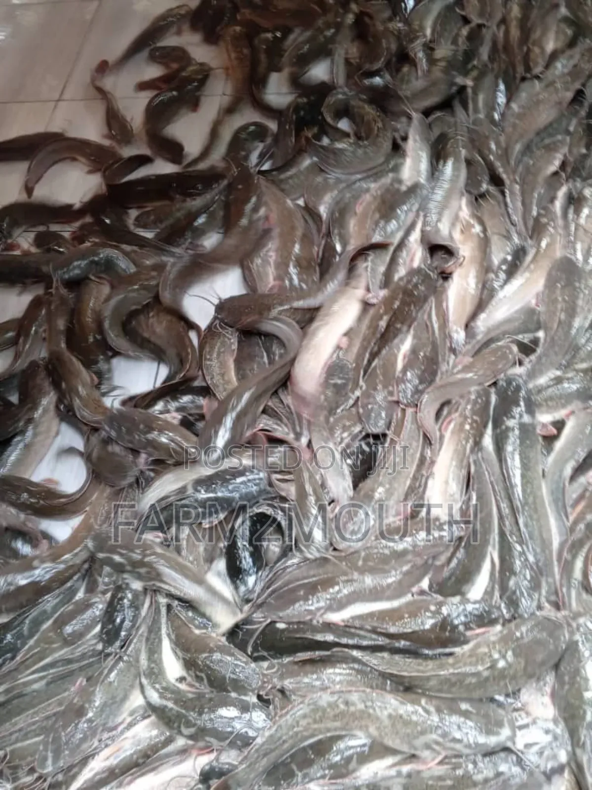 Catfish Smoked and Live