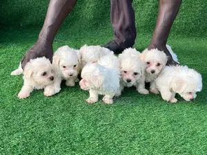 1-3 months Female Purebred Maltese