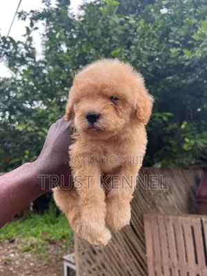 1-3 months Male Purebred Poodle