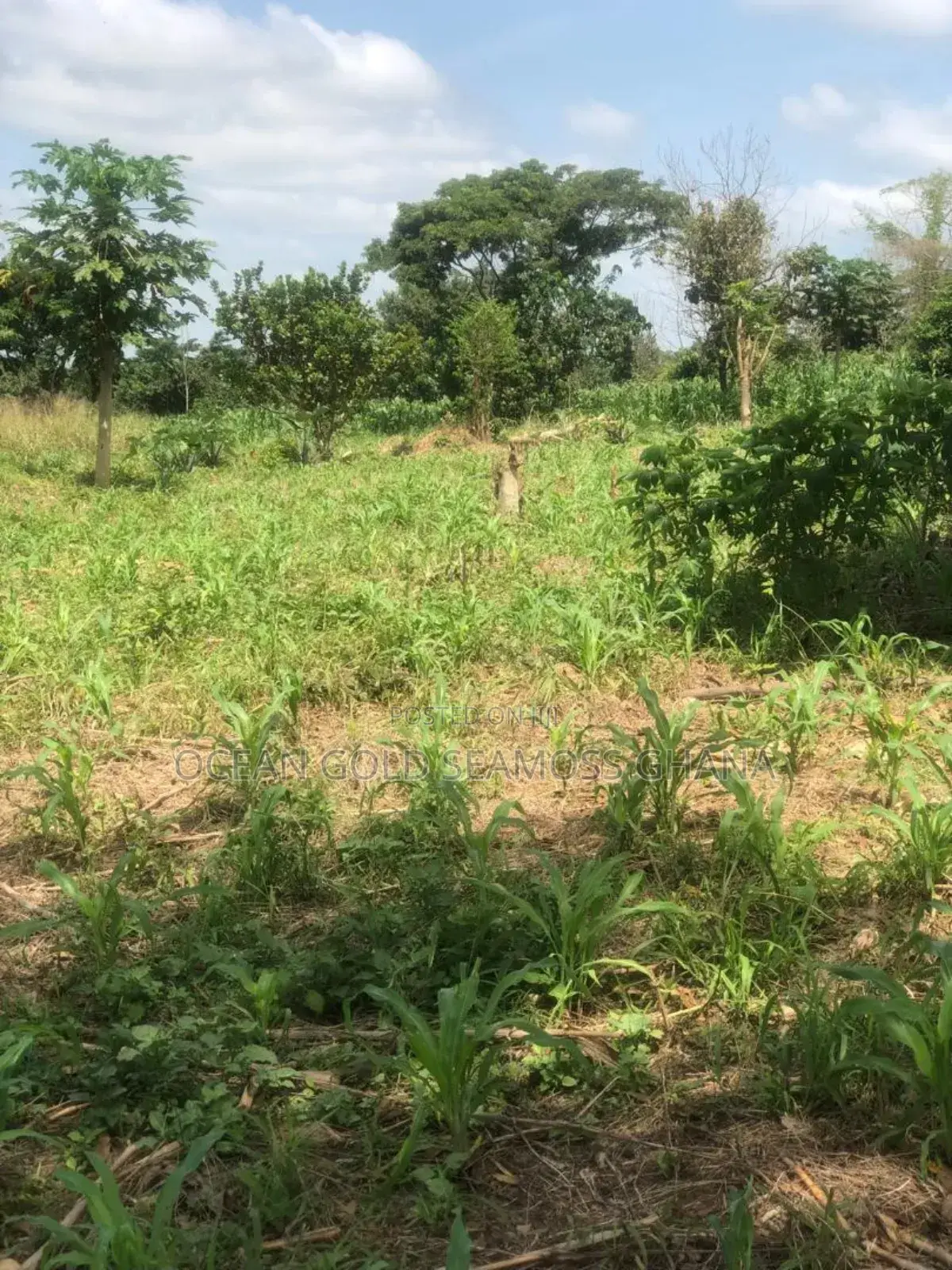 Farm Land Sunyani Odumase