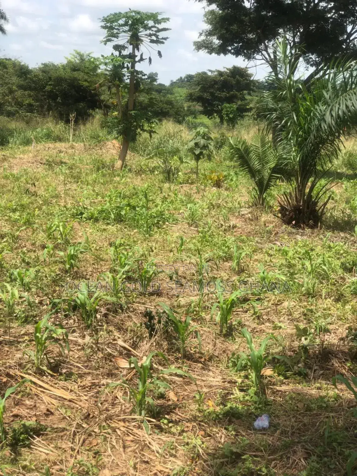 Farm Land Sunyani Odumase
