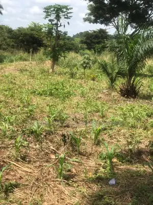 Farm Land Sunyani Odumase