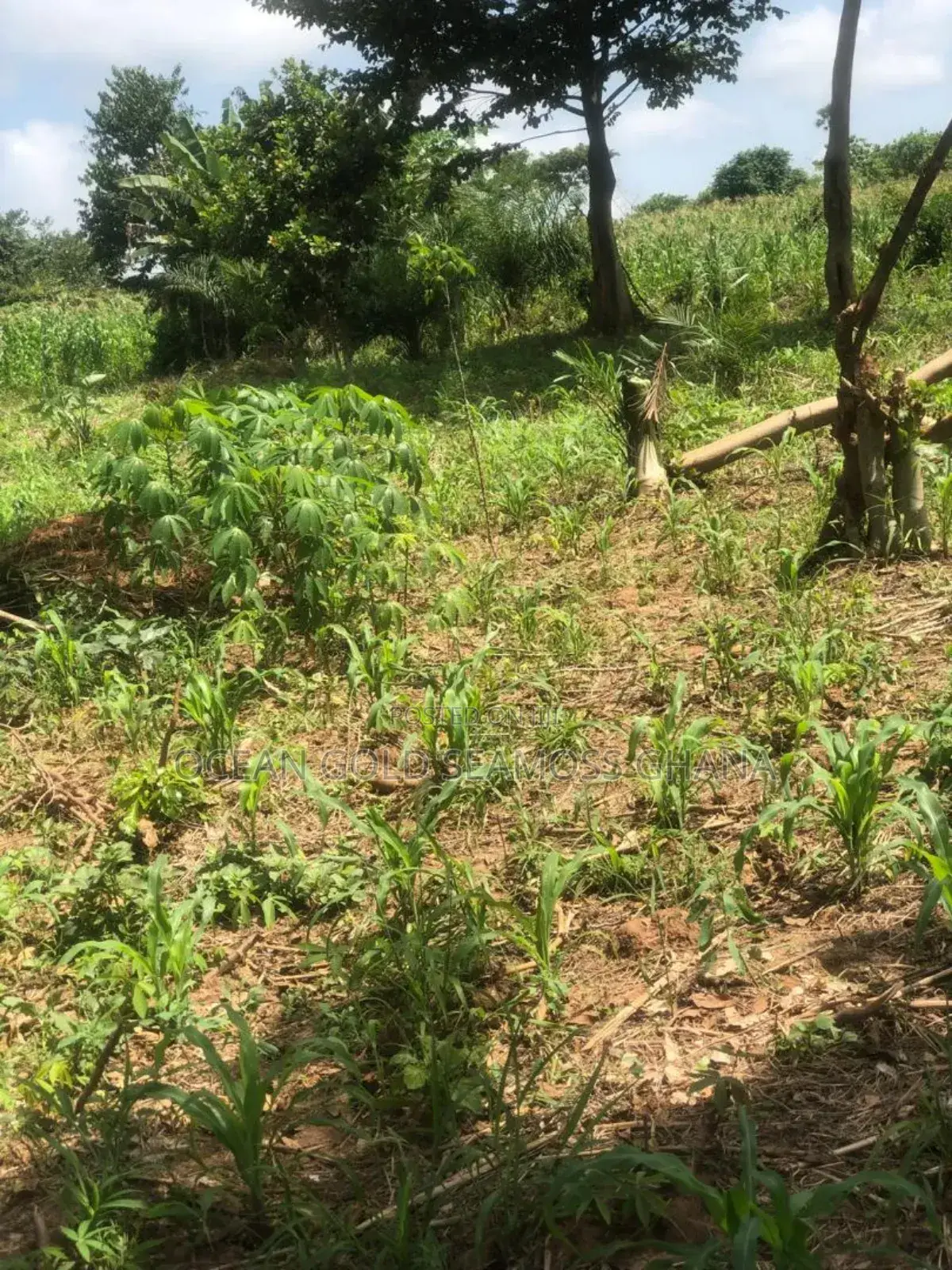 Farm Land Sunyani Odumase