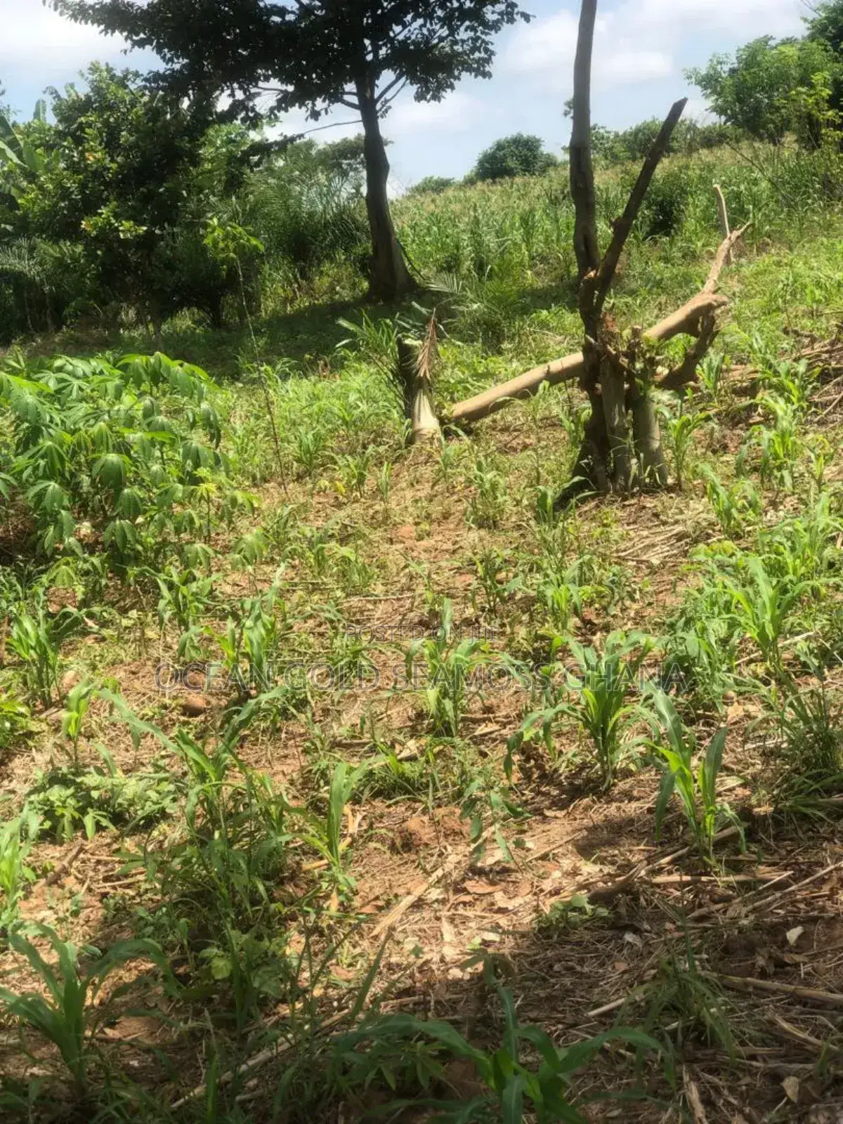 Farm Land Sunyani Odumase