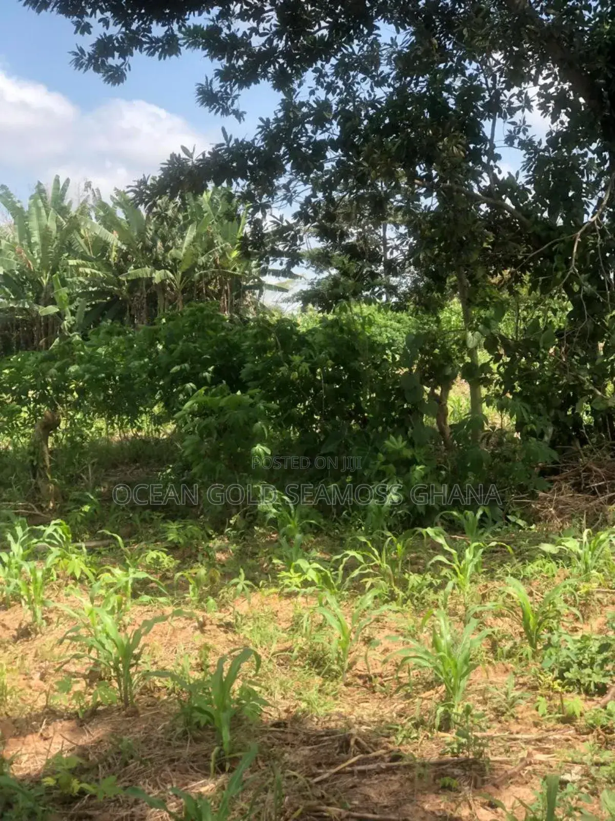 Farm Land Sunyani Odumase