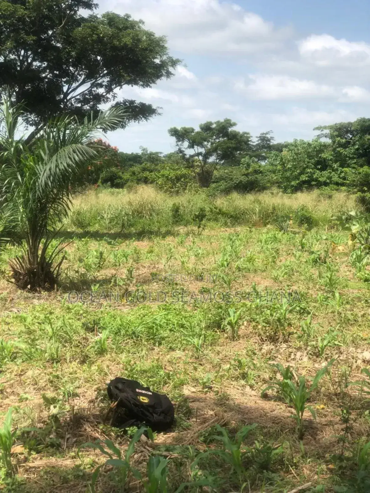 Farm Land Sunyani Odumase