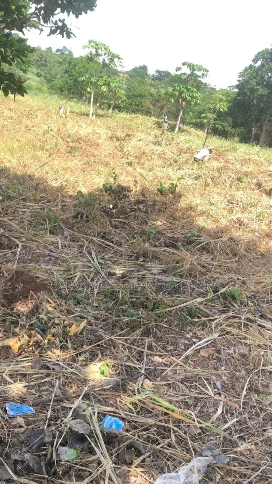 Farm Land Sunyani Odumase