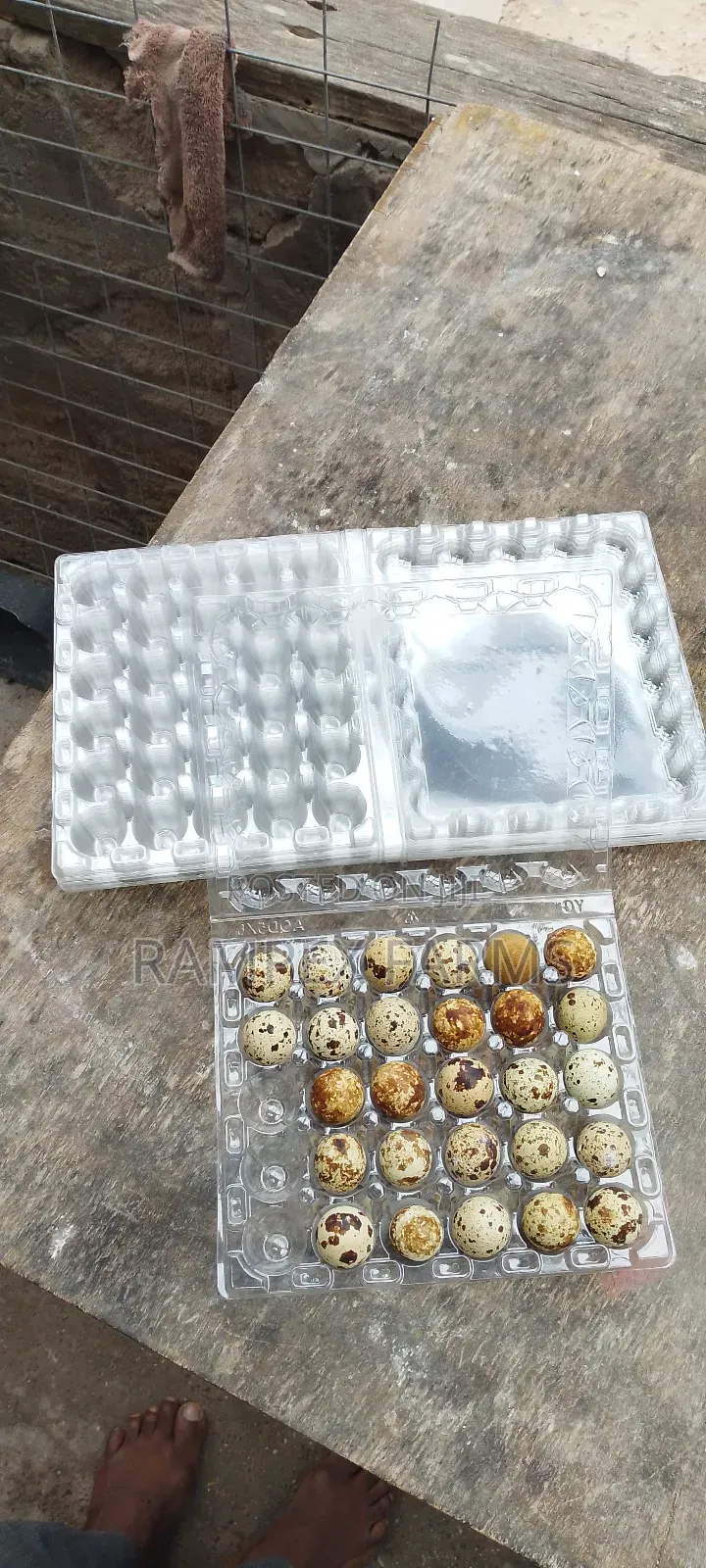 Quail Egg Crates