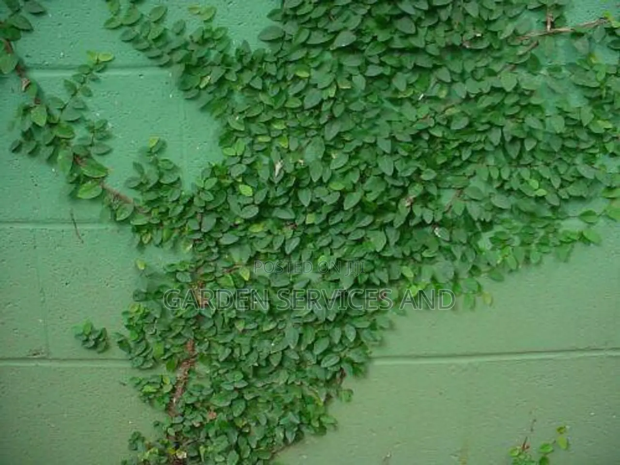 Wall Ficus For Sale
