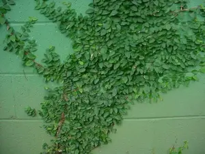 Wall Ficus For Sale