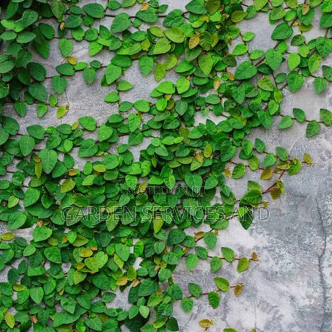 Wall Ficus For Sale