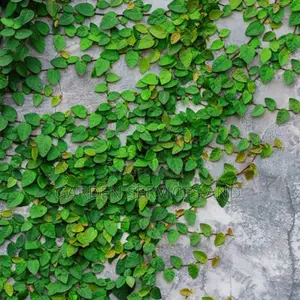 Wall Ficus For Sale