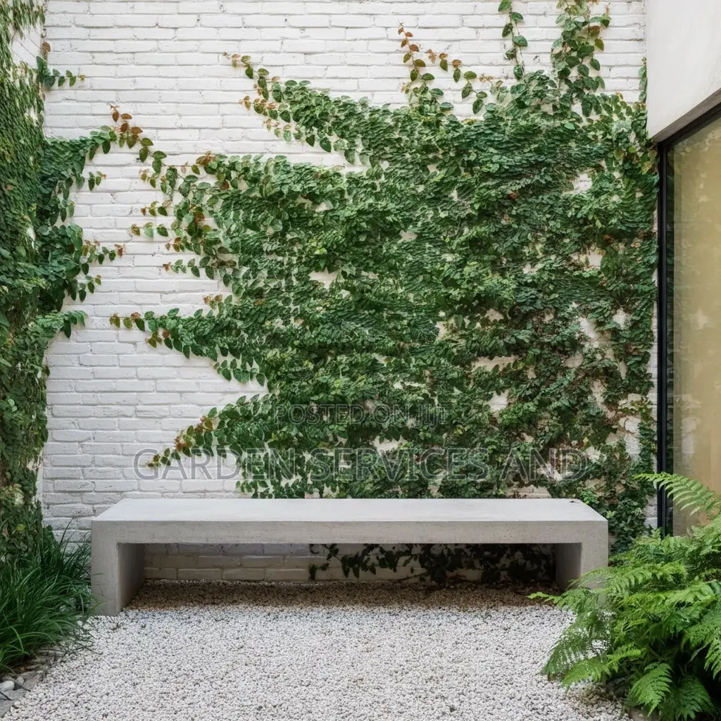 Wall Ficus For Sale