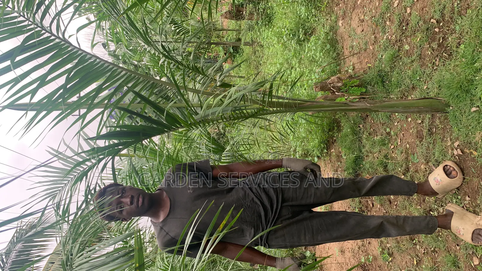 Royal Palms Available