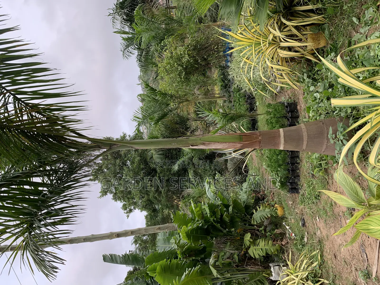 Royal Palms Available