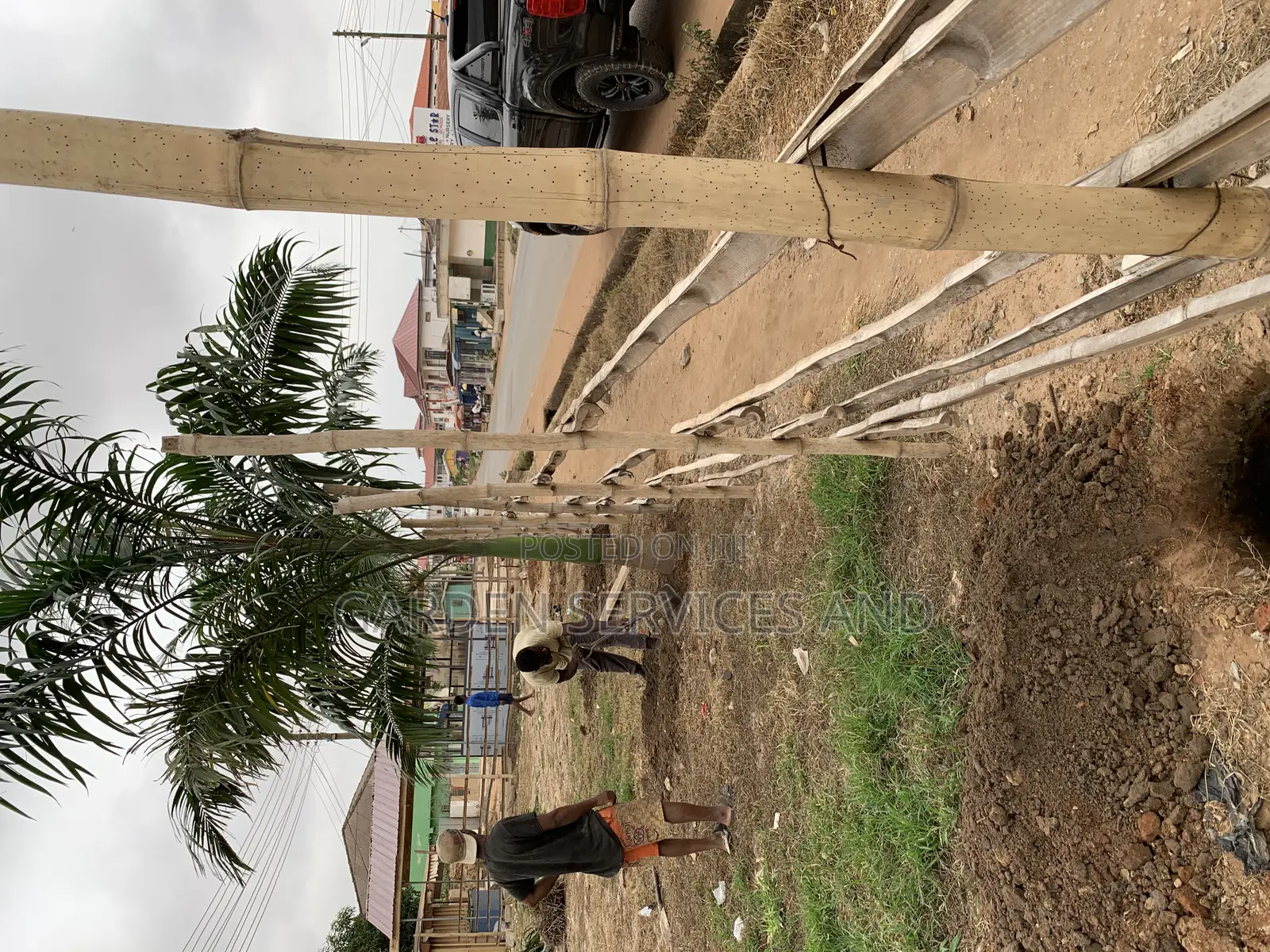 Royal Palms Available